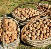Грецкие орехи. Урожай 2022 года
