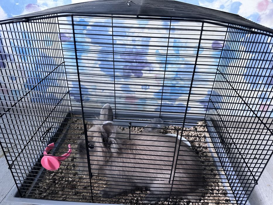 Продам кролика разом з кліткою кормом та наповнювачем