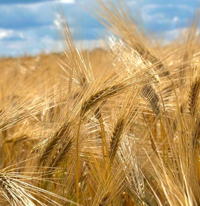 Продам посівний озимий ячмінь 9 Вал Дев'ятий Вал