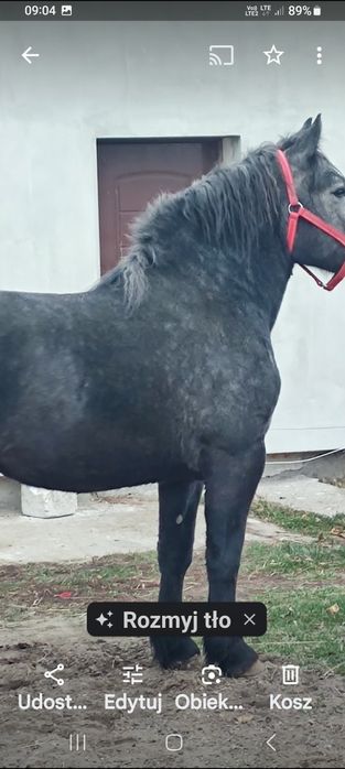 Sprzedam konie szpaki