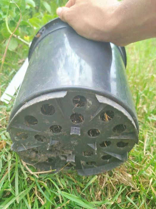 Троянда, Роза в контейнері "Château de Cheverny" є різні сорти