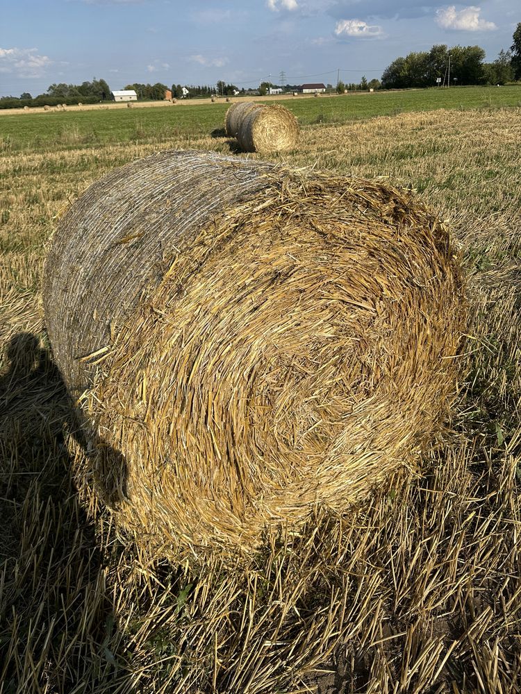 Sloma  Bela Bele do truskawek Żytnia  bez chwastów