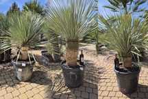 YUCCA ROSTRATA juka mrozoodpona ogrodowa JUCA PALMA yuca palmy juki