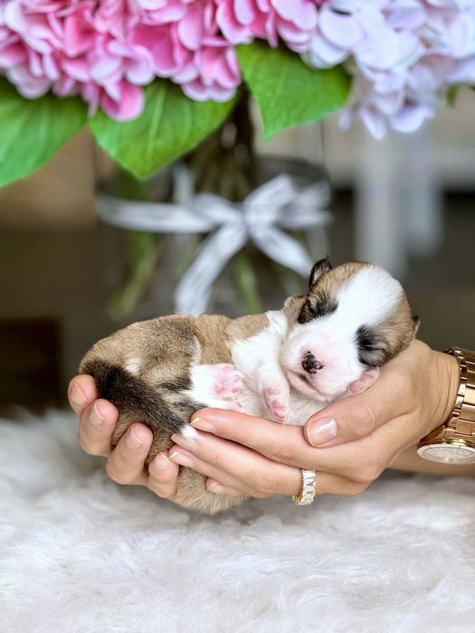 Вельш корги пемброк