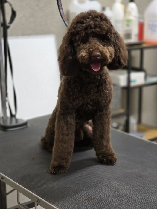 kurs groomingu strzyżenie psów Bytom centrum Pusia