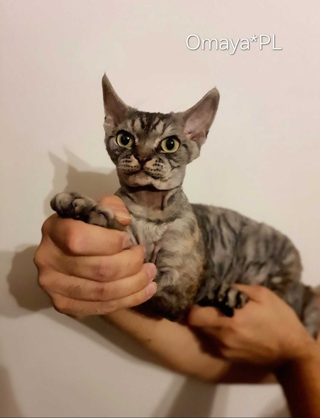 Damon Wolf Omaya PL - łobuziak rasy Devon Rex