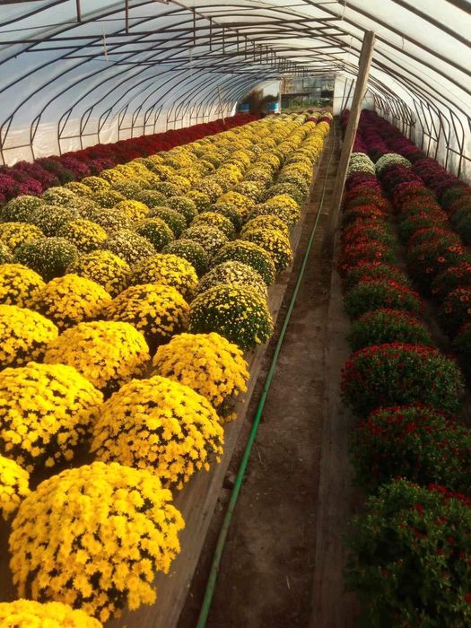 Chryzantemy Drobnokwiatowe Hurt