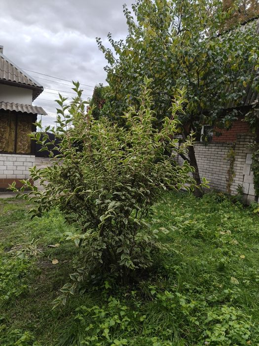 Центр міста. Оренда частина будинку з окремими своїм двором та входом.