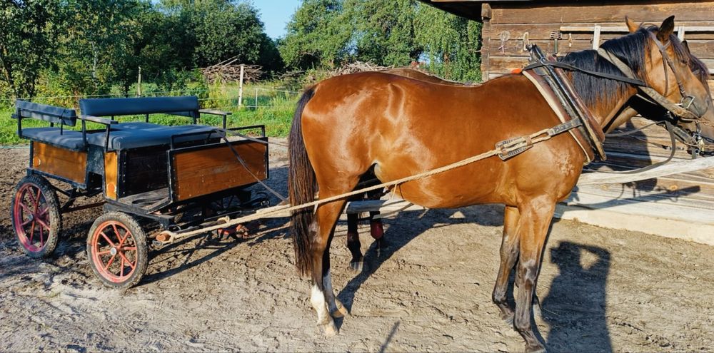 Bryczka wagonetka dla konia / kuca