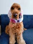 Wodoodporny snood dla psa Cocker spaniel