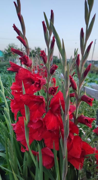 Великі цибулини червоних гладіолусів 20 шт.