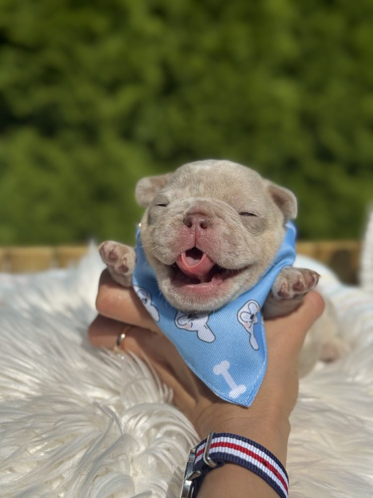 Buldog francuski piesek