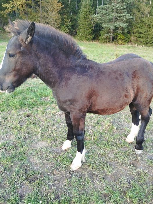 Sprzedam ogierka zimnokrwistego