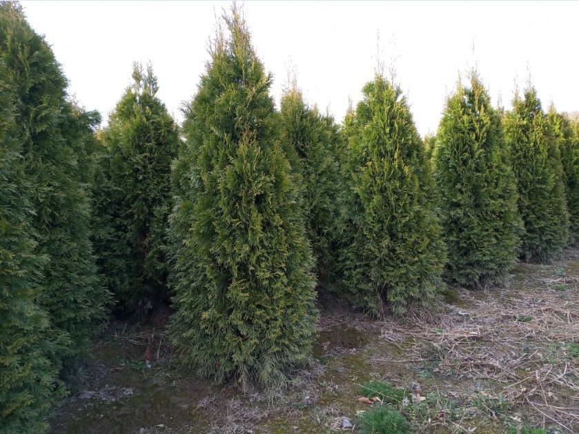 Tuja szmaragd, brabant, świerk, jodła, sosna,SADZIMY