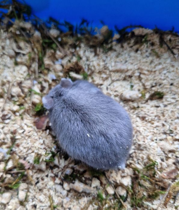 Хом Фенотип Royal Blue