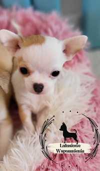 Bardzo malutki Chihuahua Gucci chłopczyk