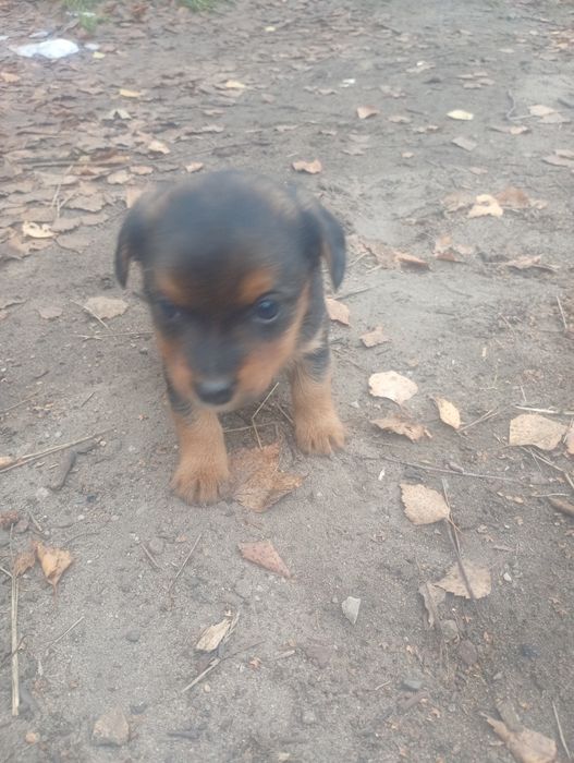 Pieski oddam za darmo