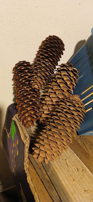 Szyszki świerk tegoroczne