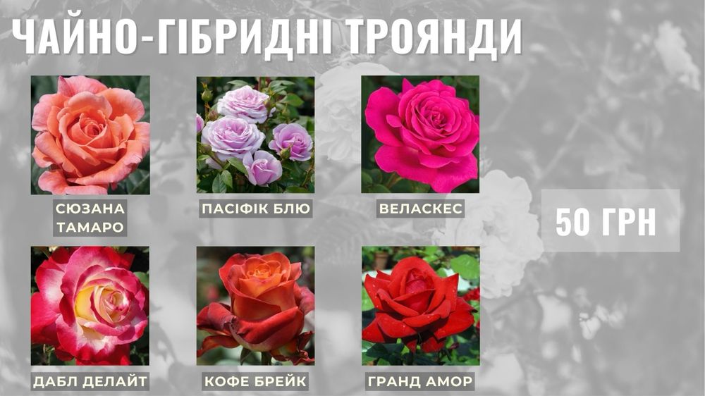Саджанці троянд/саженцы роз від виробника