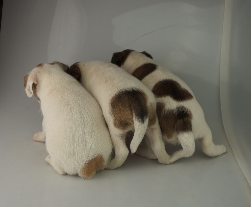 Jack Russell Terrier FCI SUCZKA