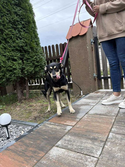Spartunia młodziutka suczka do adopcji