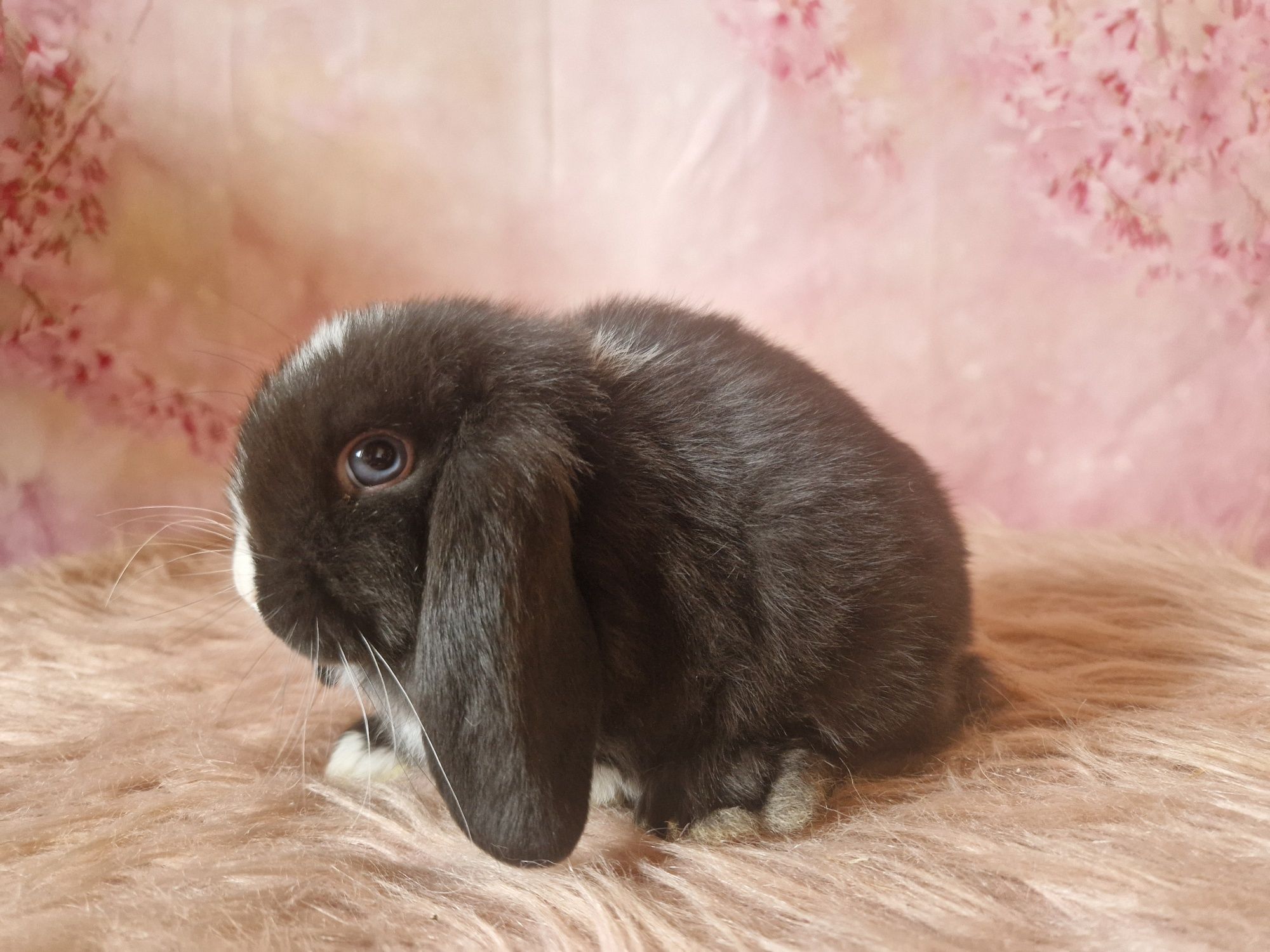 Piękny króliczek 100%  Mini lop, legalna Hodowla, do odbioru