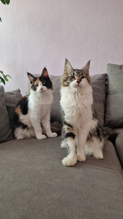 Cudowna Koteczka Maine Coon!