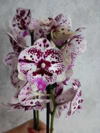 Орхідея Бігліп на два квітоноси