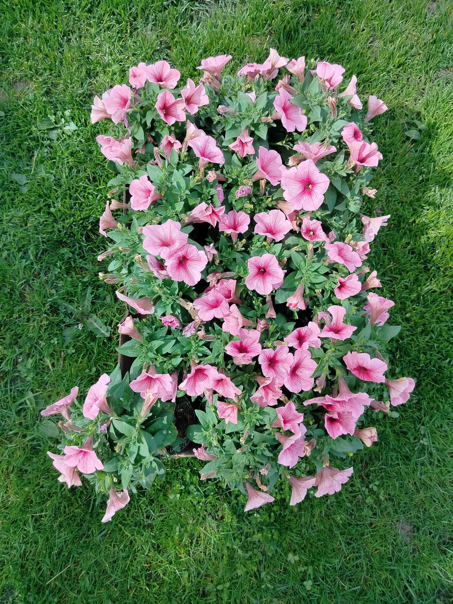 Saszonki petunia aksamitka śmierdziuch kwiaty
