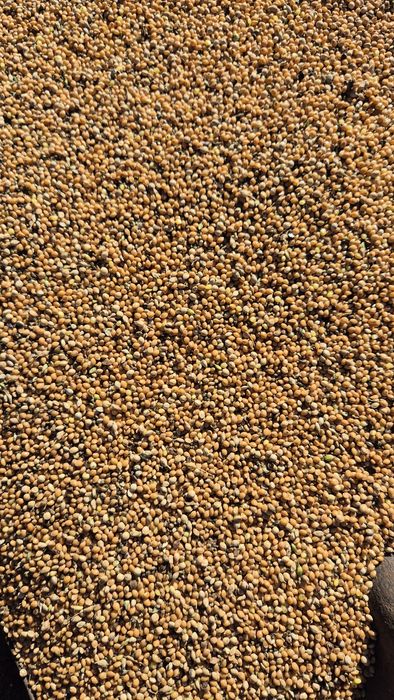 Proso żółte  2025