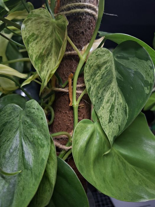 Philodendron Hederaceum Variegata i Cream Splash
