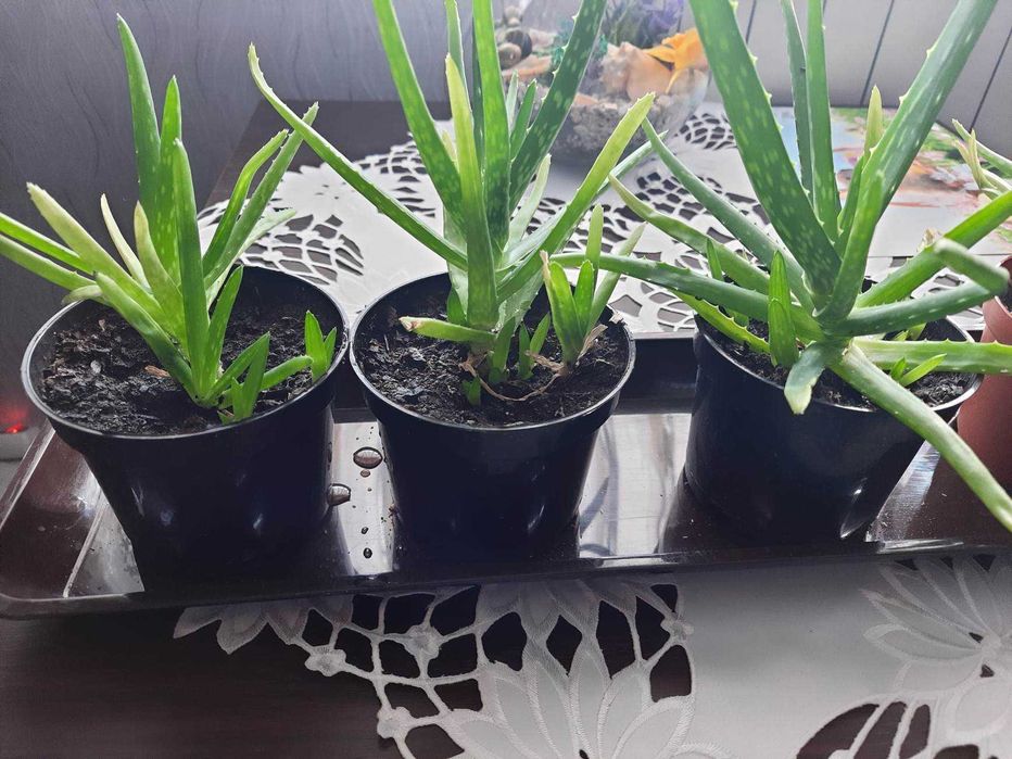 Aloe vera aloes leczniczy