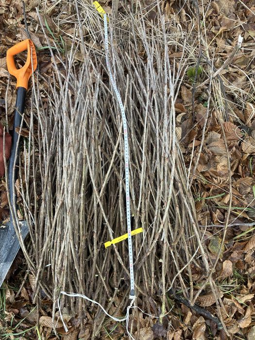 Porzeczka czerwona jonker patyki, sztobry