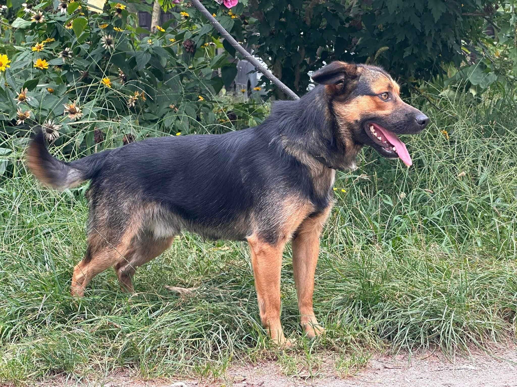 Malcolm - psiak do adopcji