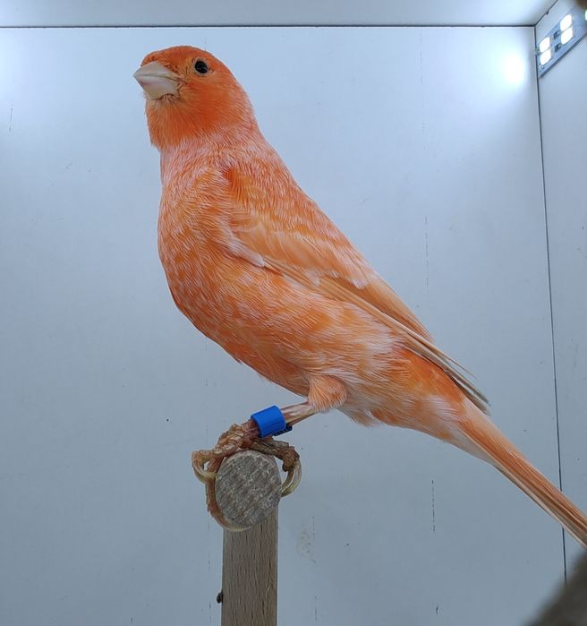 Kanarek kanarki samce czerwone