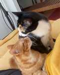 Pet sitting na sua casa