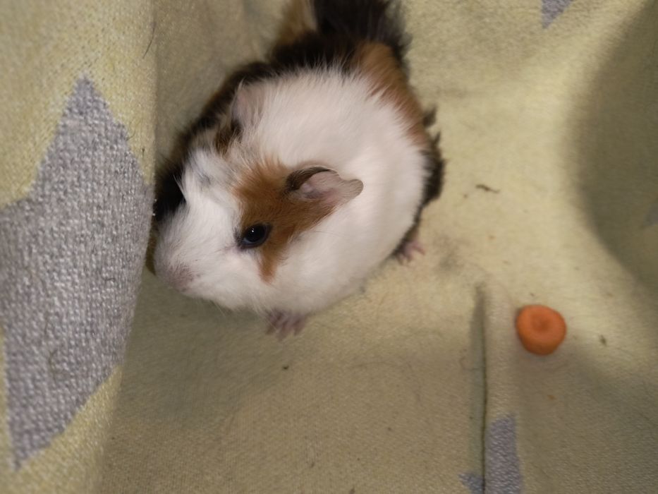 Чарівний веселий хлопчик. Морська свинка.