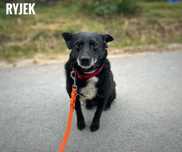 6 letni Ryjek, 8 kg, przyjazny adopcja za darmo oddam