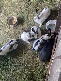 Młode króliki samce