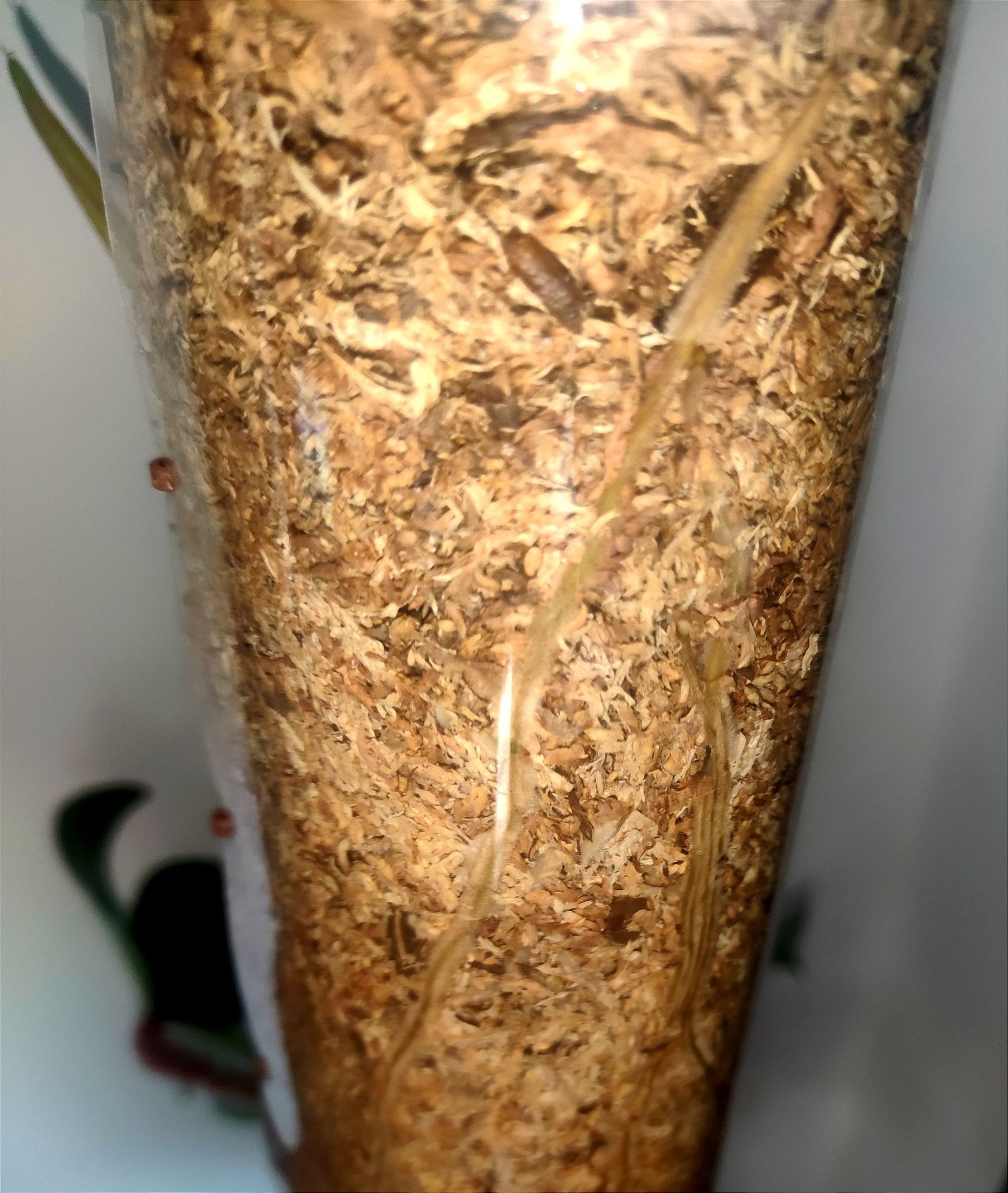 Palik grow vertical z mchu sphagnum hydroponika gruz bigos