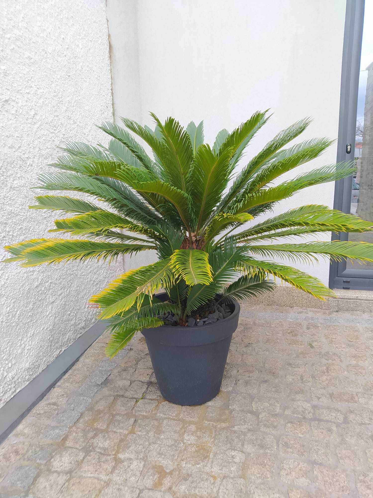 Cica em excelente condição