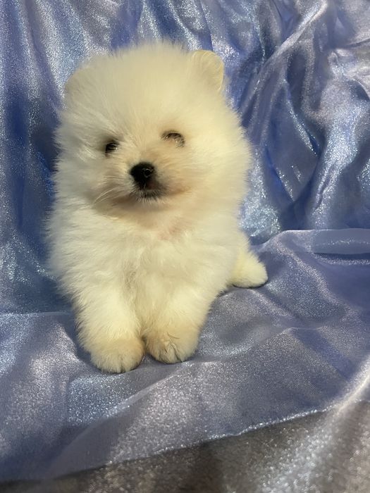 Чистокровный Мальчик | Померанский Шпиц | Окрас Белый Крем