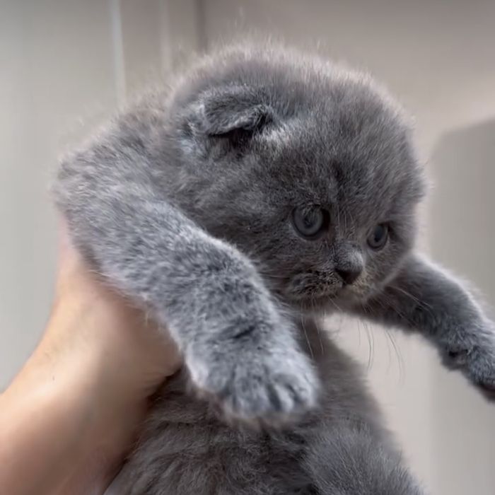 Кошенята висловухі блакитні