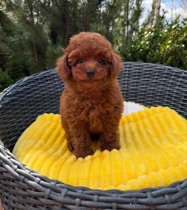 Той пудель, шикарний малиш,