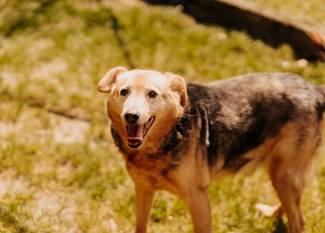 Cudowny, grzeczny seniorek poleca się do adopcji!!