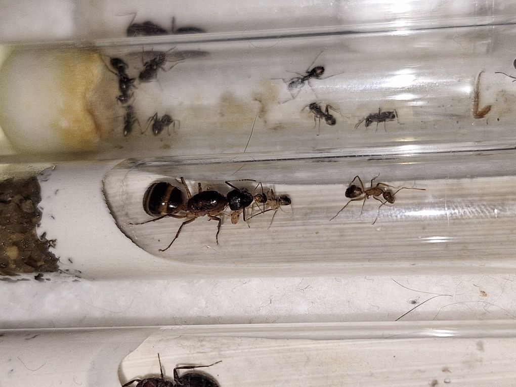 Camponotus pilicornis / Кампонотус пиликорнис / муравьи / формикарий