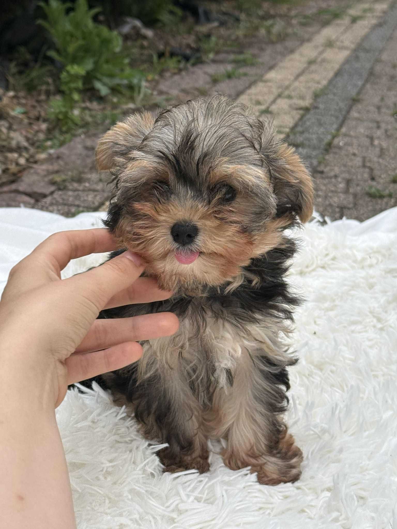York Yorkshire Terrier słodki chłopczyk Czarno złoty gotowy do odbioru
