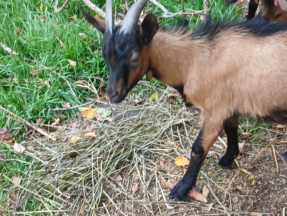 Альпийський козел