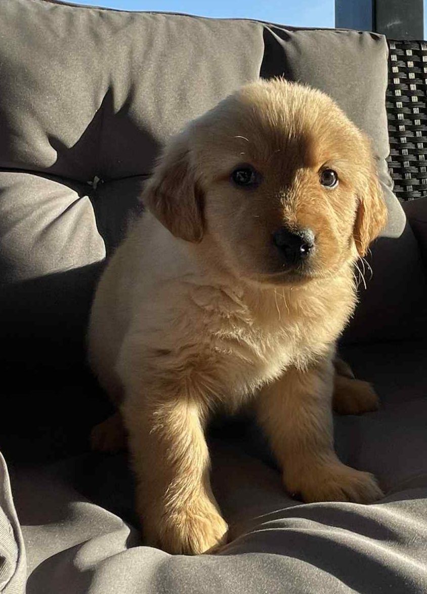 Suczka Golden Retriever
