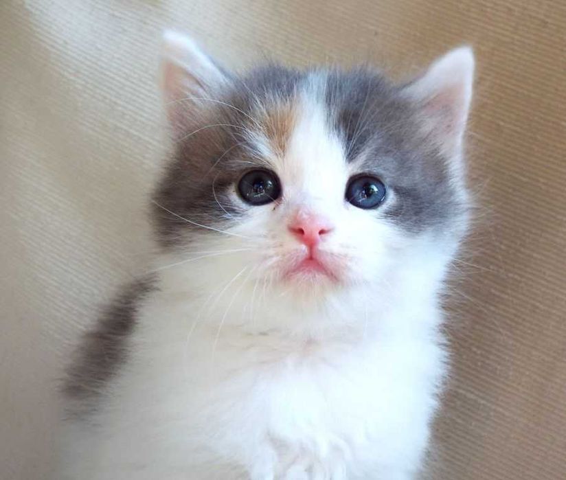 Kot, kotka syberyjska z rodowodem